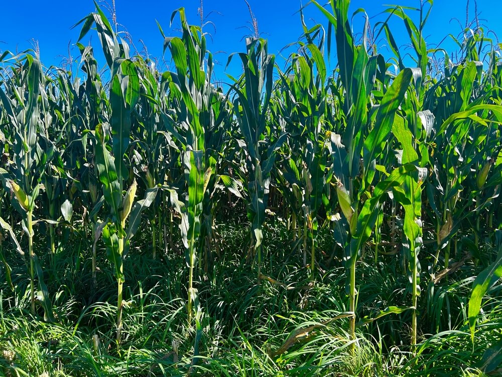 Integrowana produkcja roślin